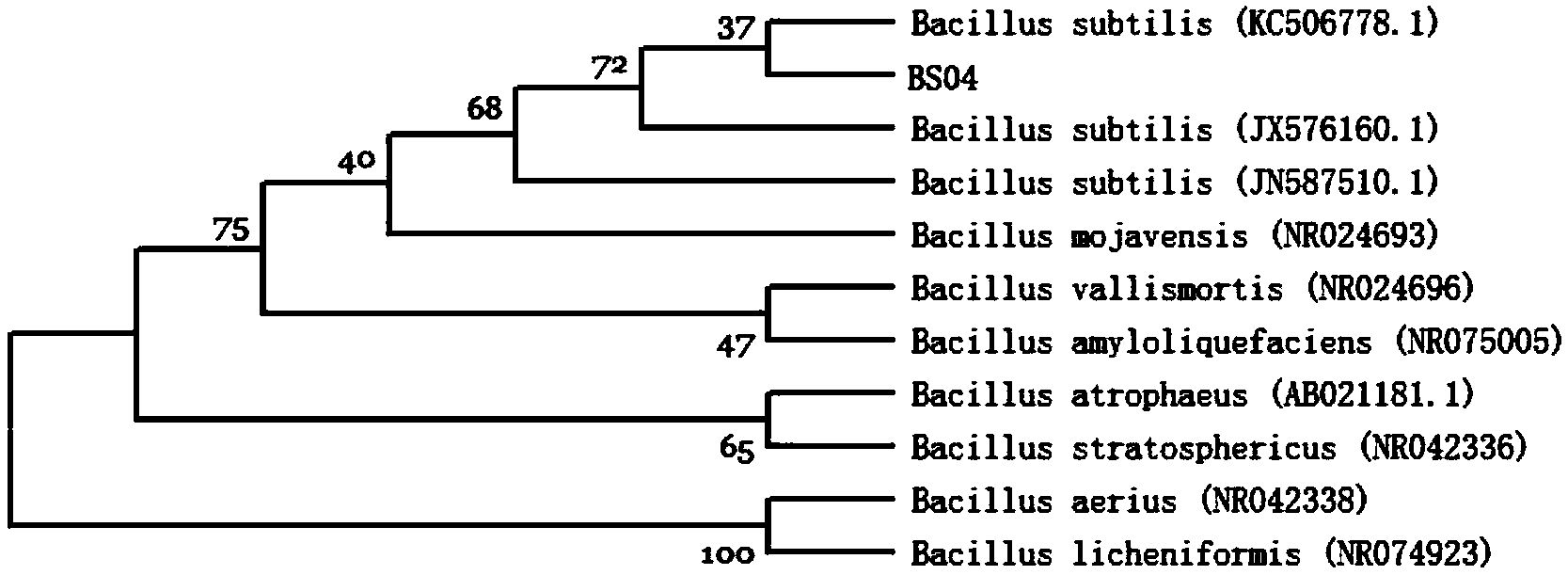 Bacillus subtilis for preventing and treating phytophthora blight of pepper