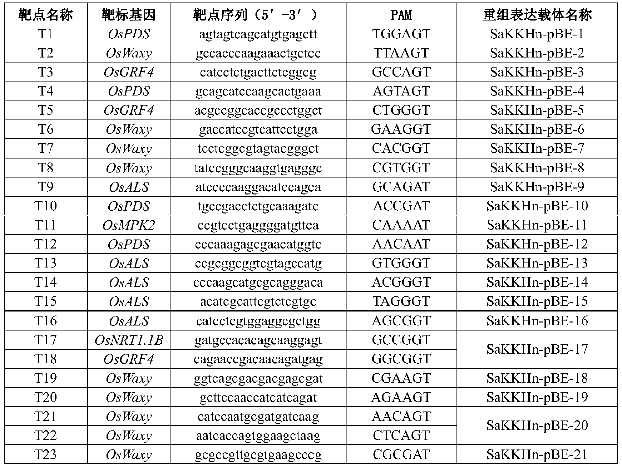 Method for preparing single mutant on basis of SaKKHn-pBE system