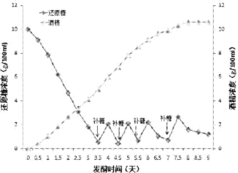 Method for producing alcohol from straws and distilled grains abandoned during production of white spirit