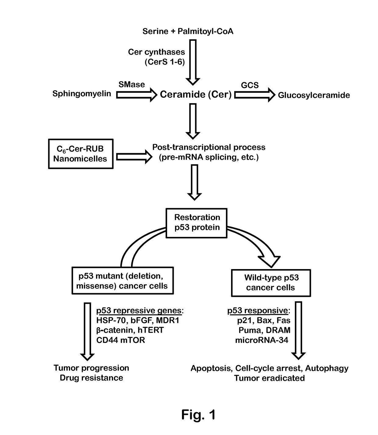 Ceramide-Rubusoside Nanomicelles and Their Use in Cancer Therapy