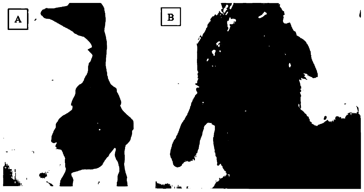 A kind of inactivated vaccine for preventing and treating novel goose astrovirus and preparation method thereof