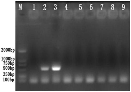 A kind of inactivated vaccine for preventing and treating novel goose astrovirus and preparation method thereof