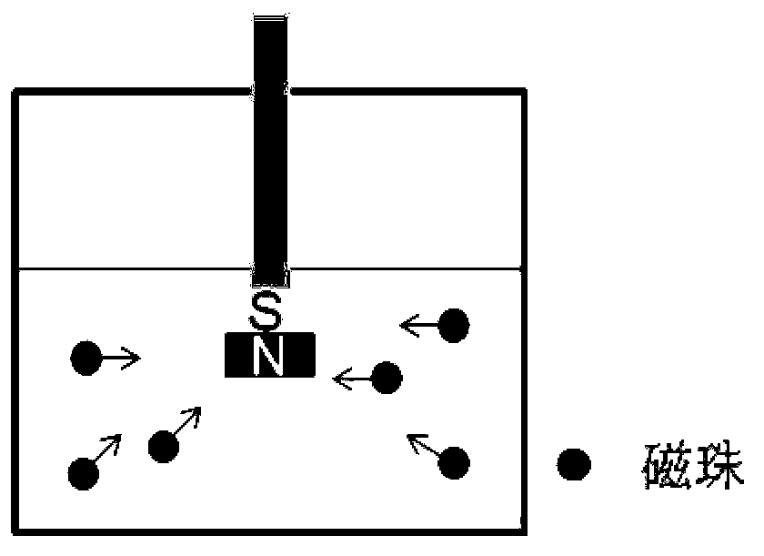 Method for purifying antibodies using high-density peridium magnetic beads of protein A