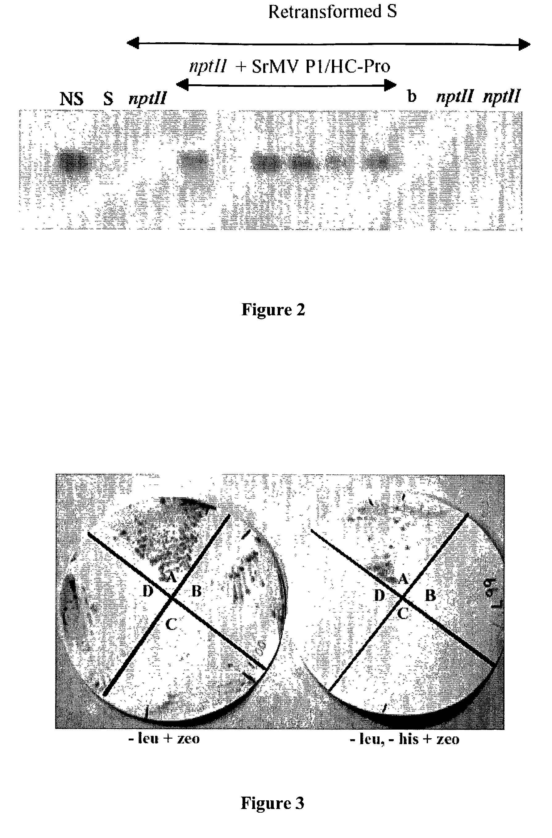 Isolation of proteins involved in posttranscriptional gene silencing and methods of use