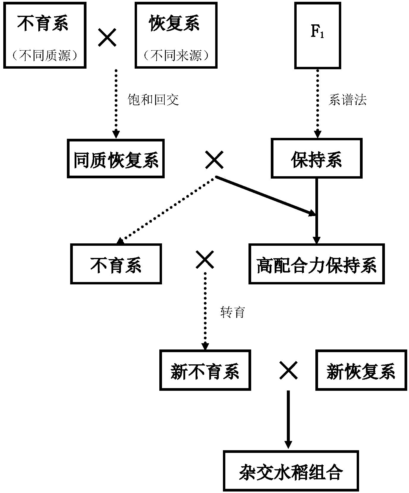 Breeding method of three-line sterile line of indica type rice with high combining ability