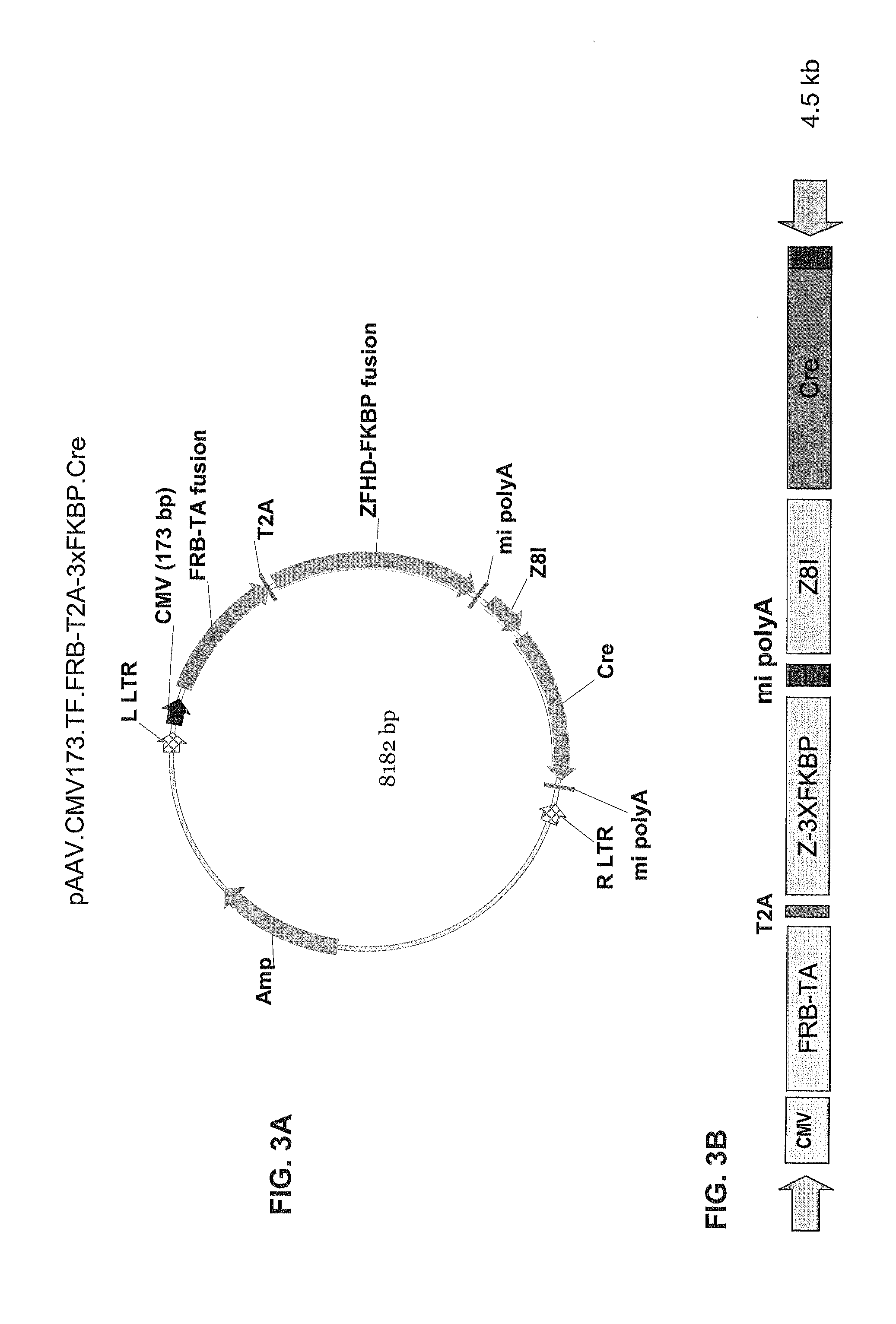 Pharmacologically induced transgene ablation system