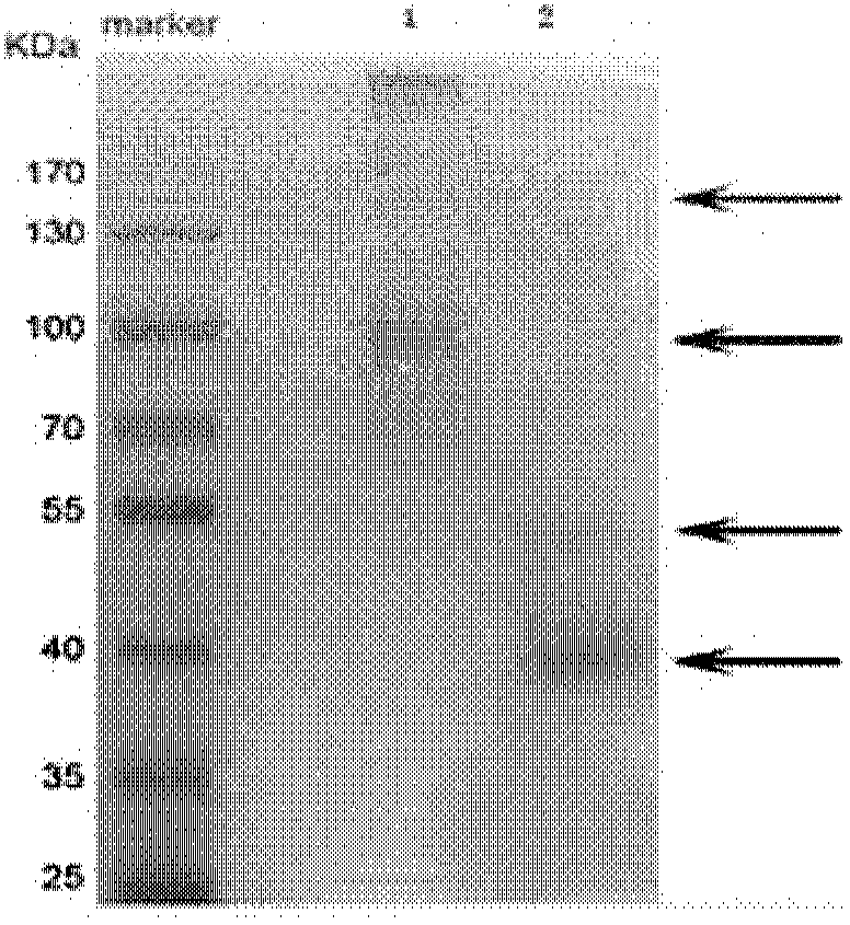 Bactrian camel specific antibody preparation method and immune detection method