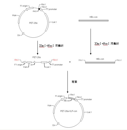 Japanese encephalitis particle vaccine and preparation method and application thereof