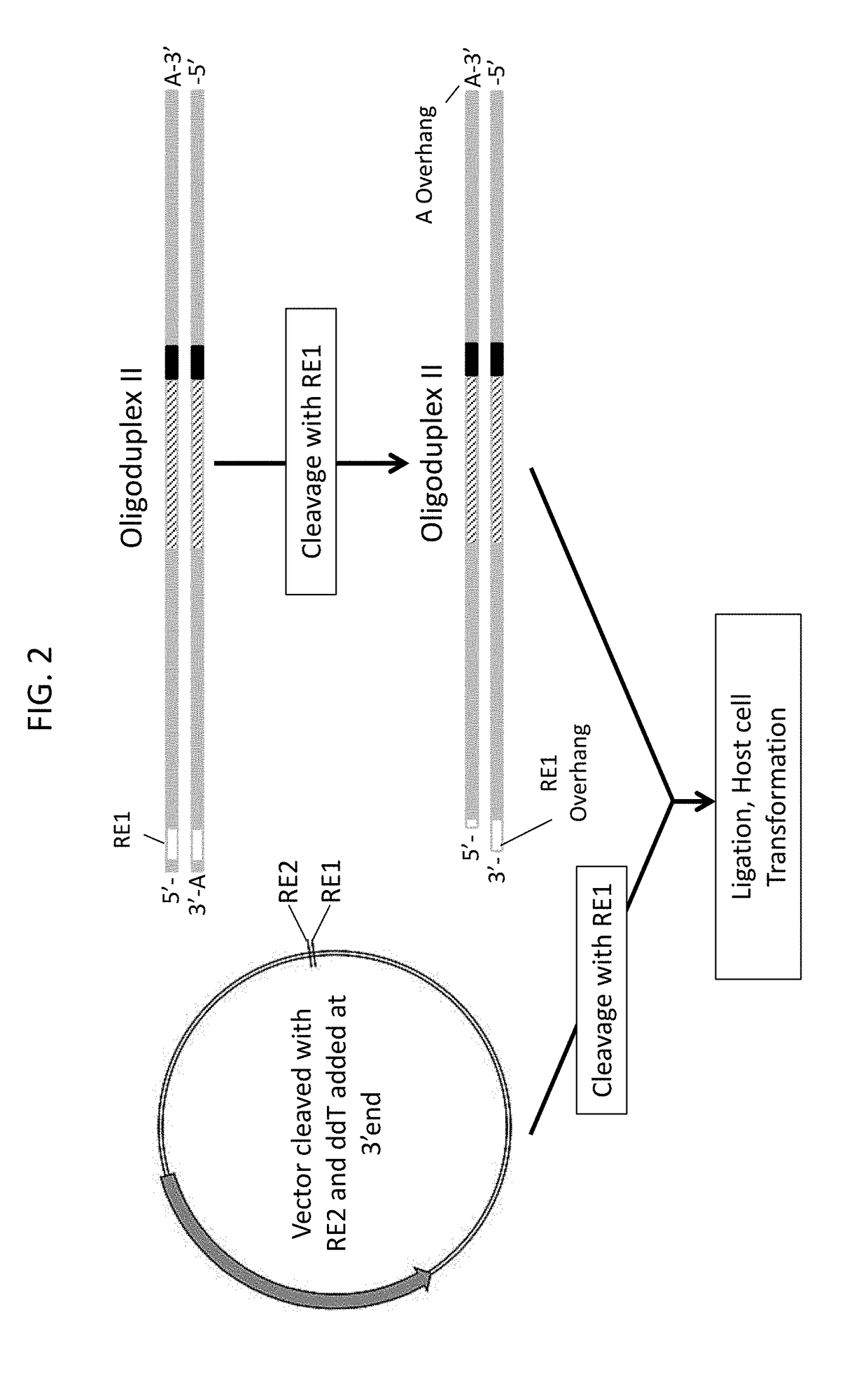 Novel guide rna/cas endonuclease systems