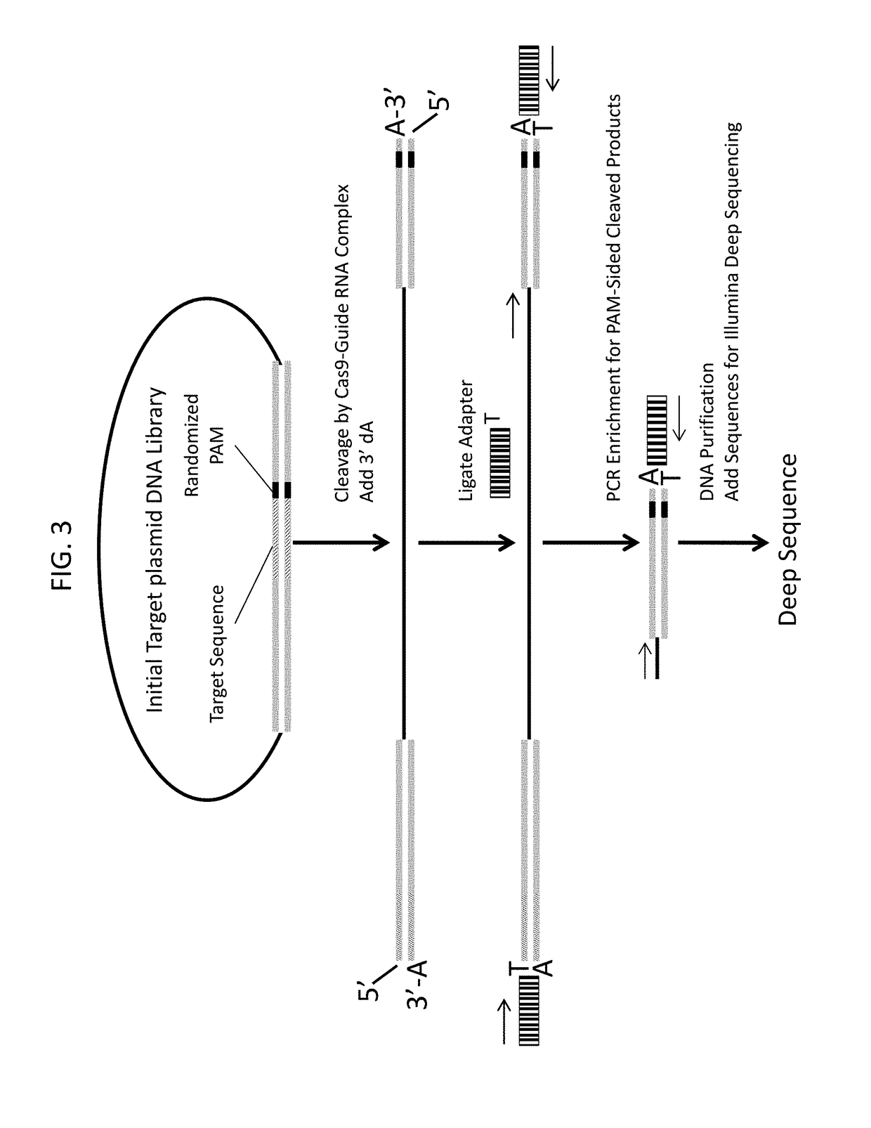 Novel guide rna/cas endonuclease systems