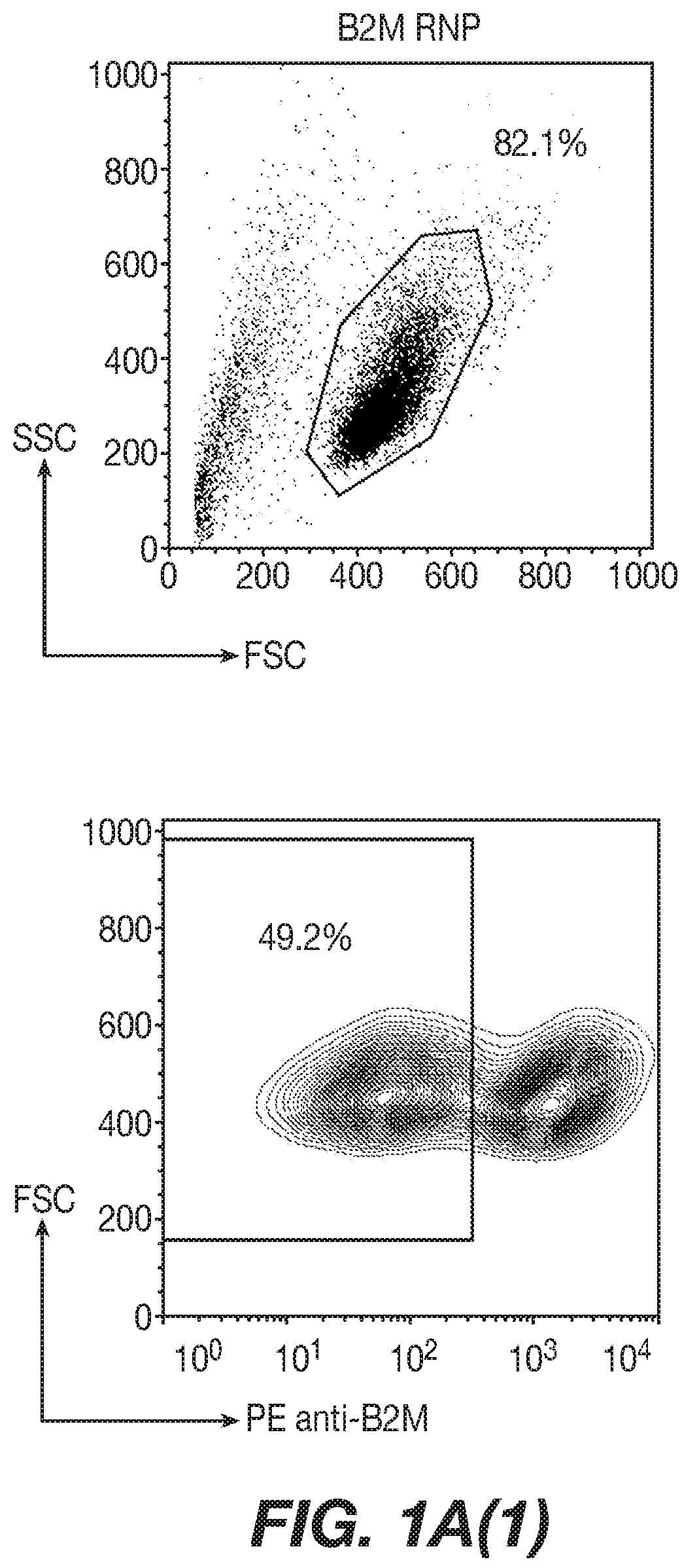 Immortalized car-t cells genetically modified to eliminate t-cell receptor and beta 2-microglobulin expression