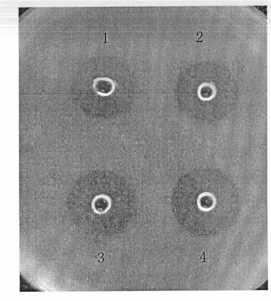 Phascolosoma esculenta plasmin and preparation method thereof