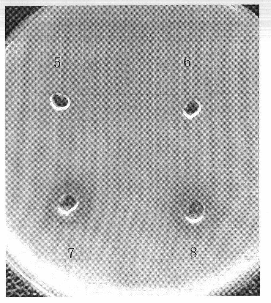 Phascolosoma esculenta plasmin and preparation method thereof