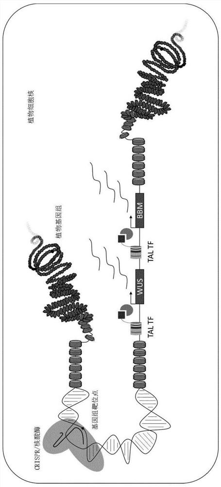 Cpf1 based transcription regulation systems in plants