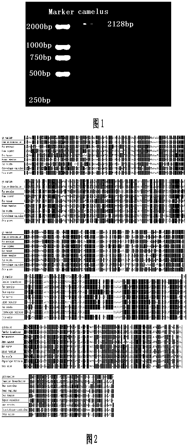 Bactrian camel lactoferrin gene, recombinant protein and cloning method thereof