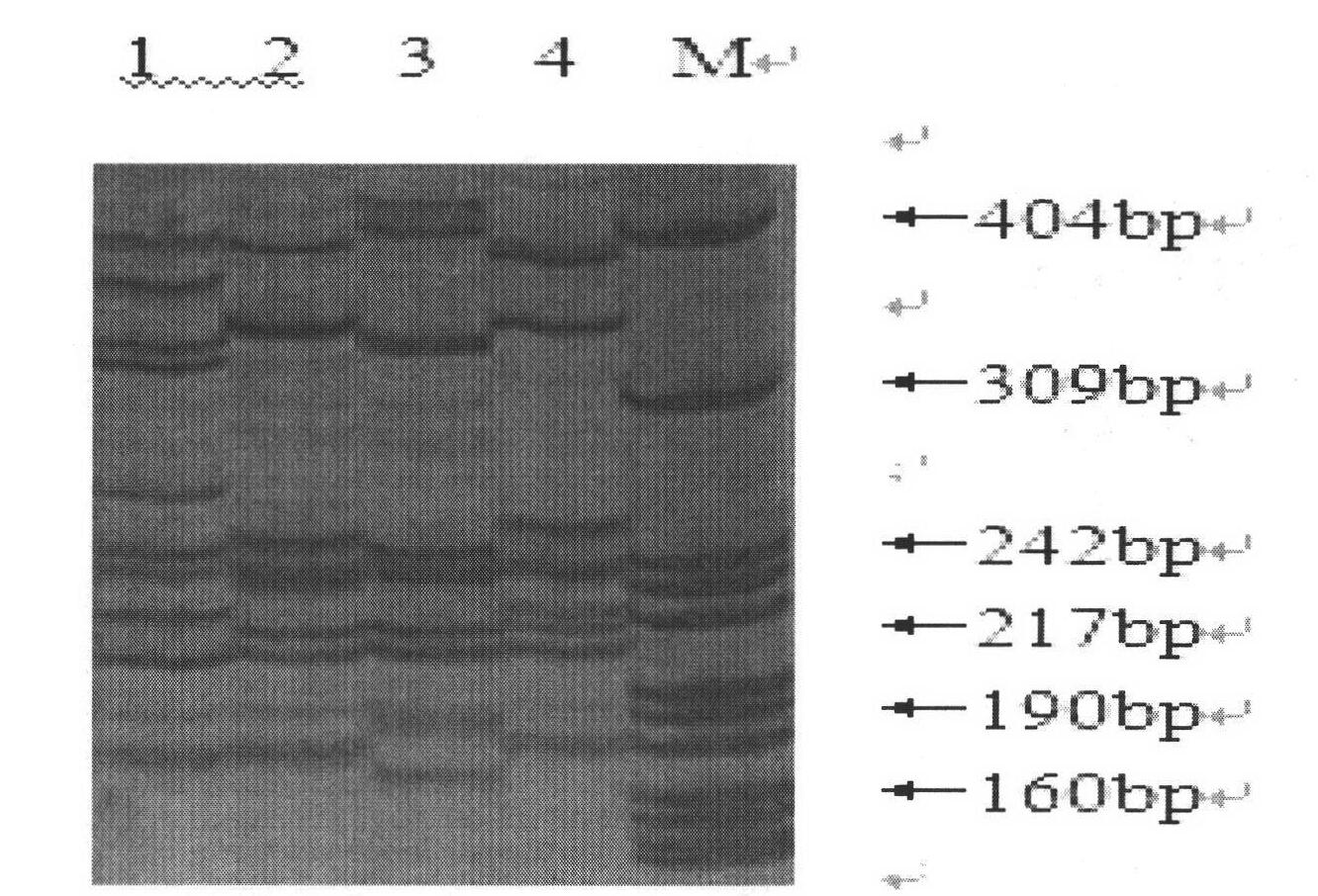 Sextuple PCR (polymerase chain reaction) detection method of portunus trituberculatus miers microsatellite marker