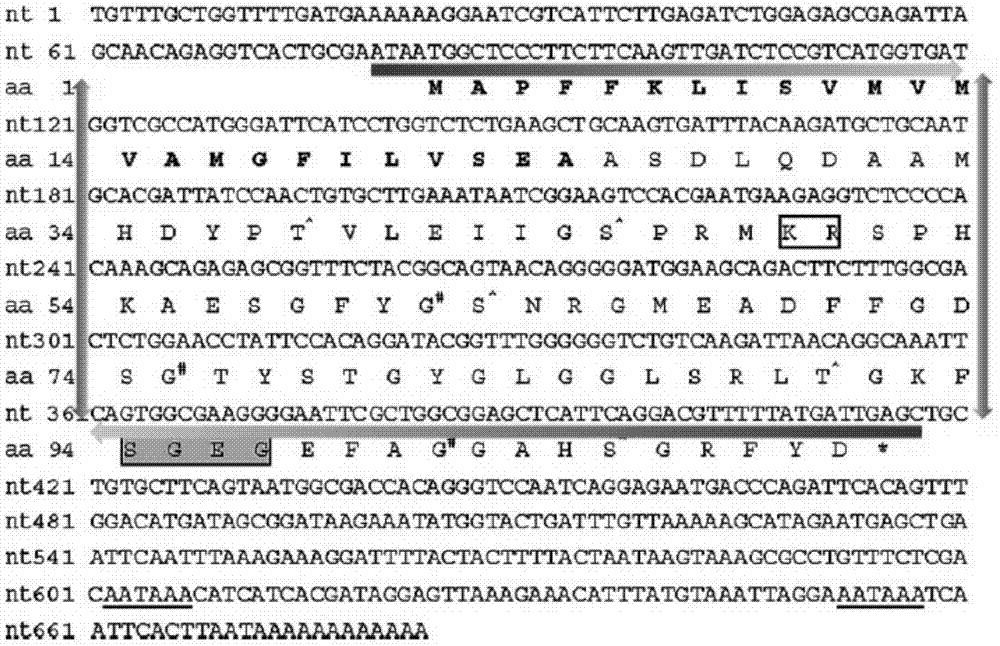 Nucleic acid molecule used for interfering macrobrachium rosenbergii male reproduction, and preparation method thereof