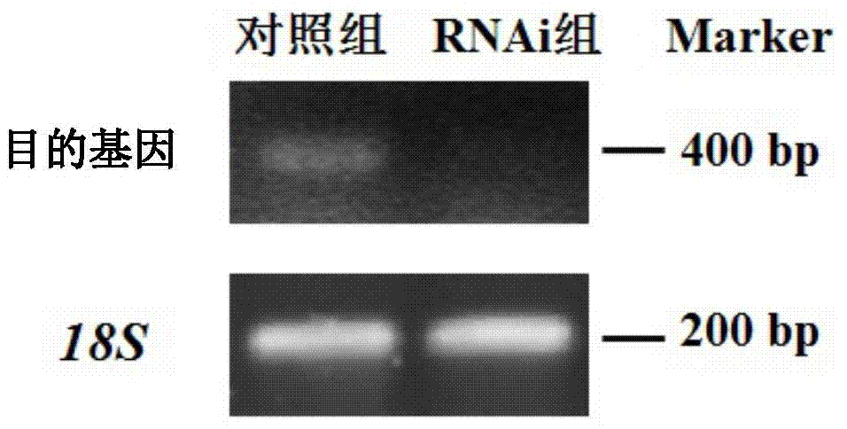 Nucleic acid molecule used for interfering macrobrachium rosenbergii male reproduction, and preparation method thereof