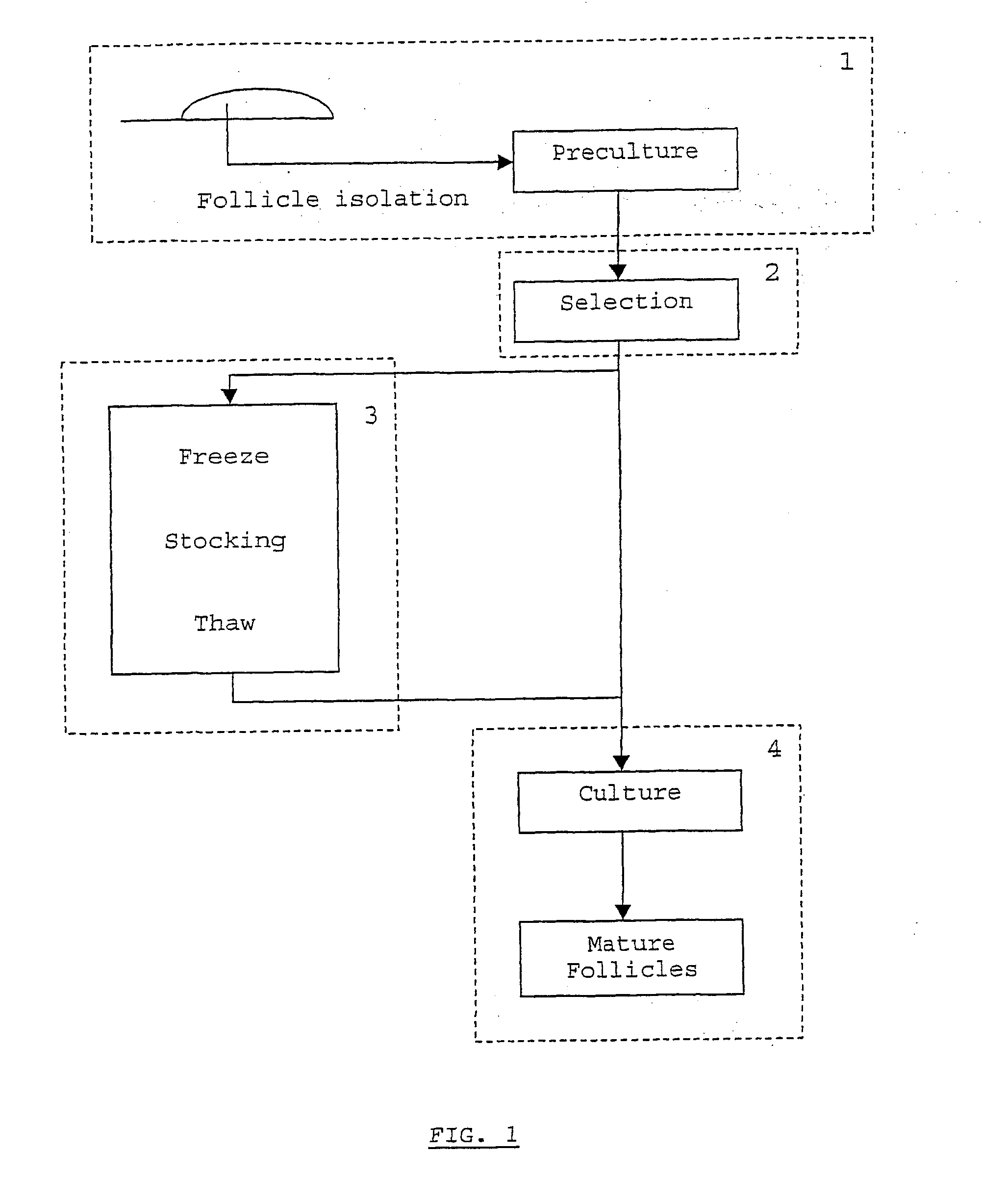 Method for in vitro culture of ovarian follicles