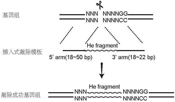 Method for realizing fixed-point insertion type knockout and identification in zebra fish genome