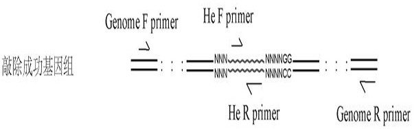 Method for realizing fixed-point insertion type knockout and identification in zebra fish genome