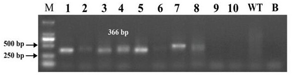 Method for realizing fixed-point insertion type knockout and identification in zebra fish genome