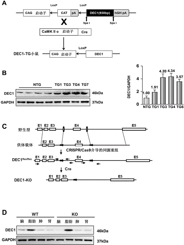 Application of differentiated embryonic cartilage development gene 1 in cerebral stroke disease