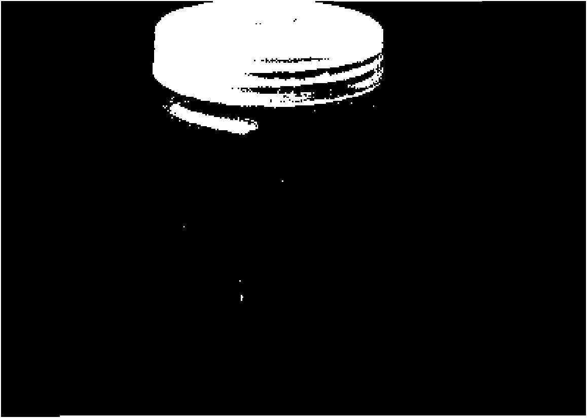 Method for culturing cephalotaxus excised embryos and regenerating plants