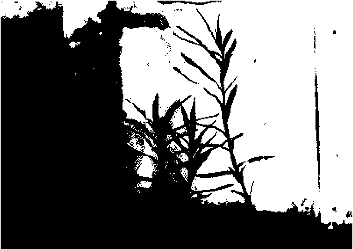 Method for culturing cephalotaxus excised embryos and regenerating plants