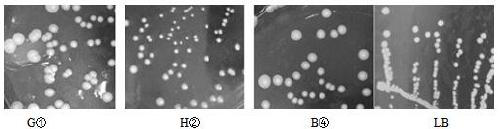 Indigenous saccharomyces cerevisiae strain, and screening method and applications thereof