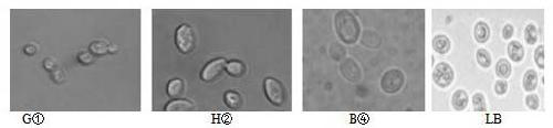 Indigenous saccharomyces cerevisiae strain, and screening method and applications thereof