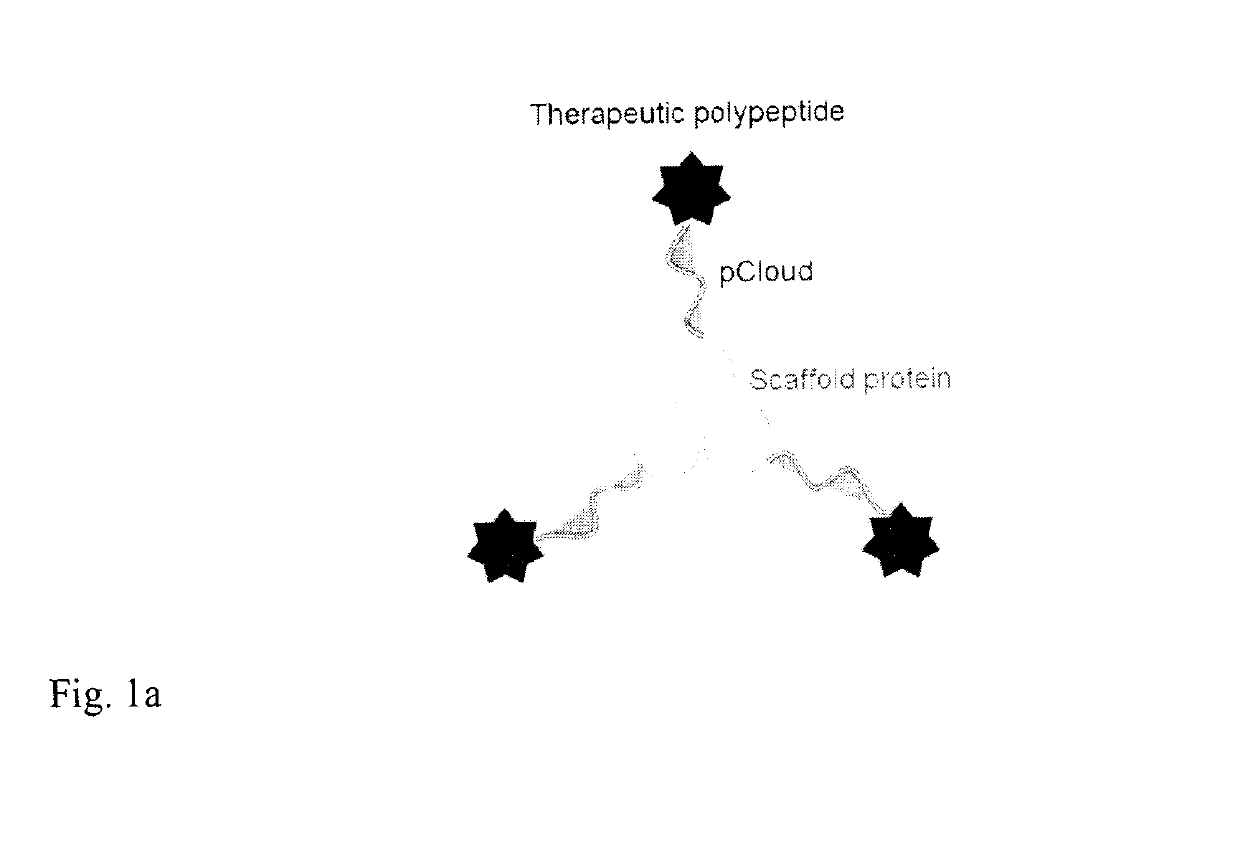 Method of improving the pharmacokinetic profile of a therapeutic polypeptide and the use thereof