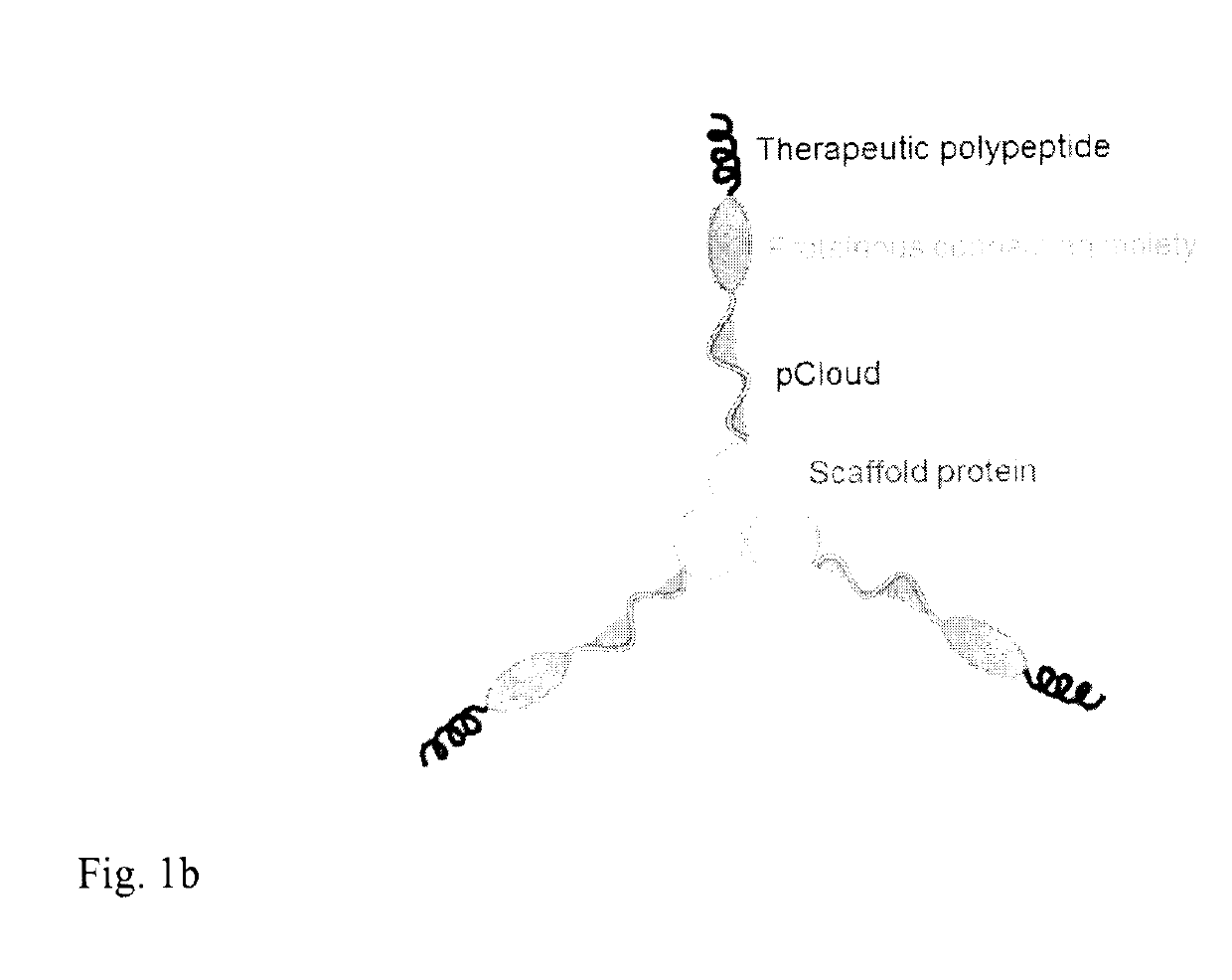 Method of improving the pharmacokinetic profile of a therapeutic polypeptide and the use thereof