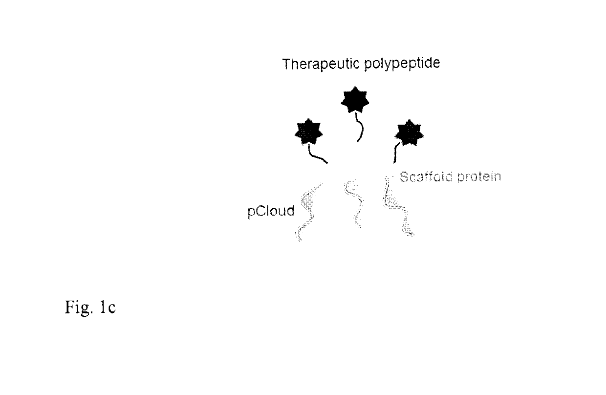 Method of improving the pharmacokinetic profile of a therapeutic polypeptide and the use thereof