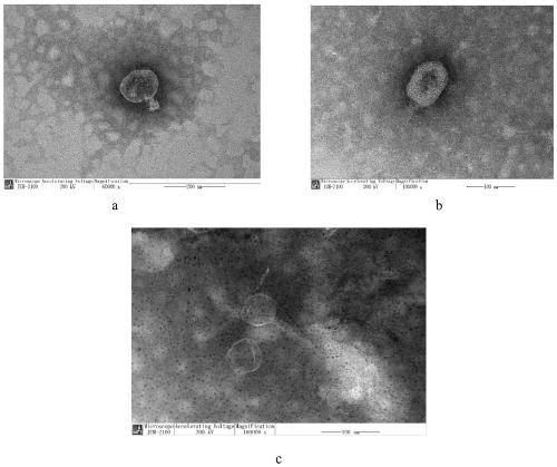 Combined bacteriophage preparation for treating piglet diarrhea