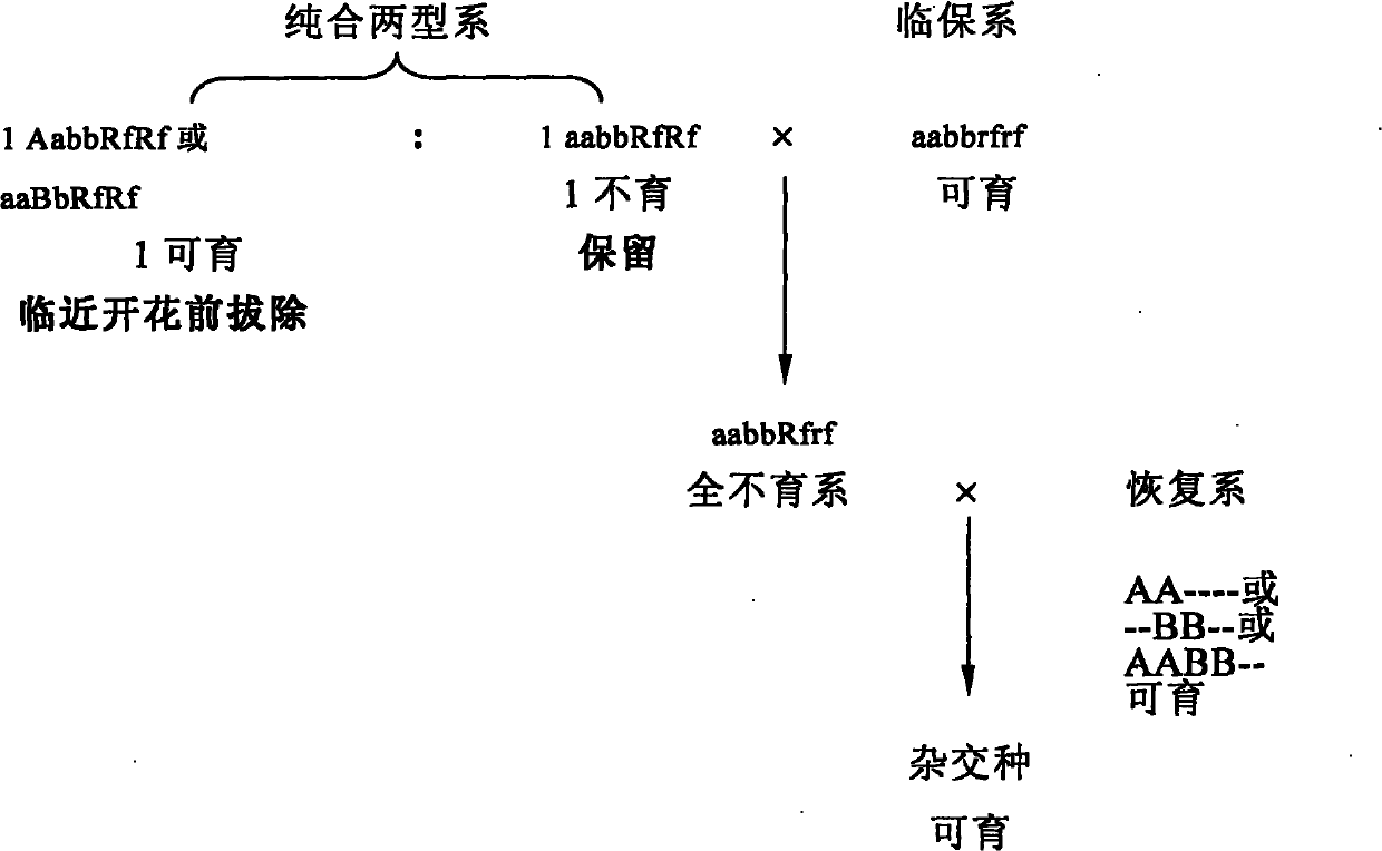 Method for breeding recessive nuclear sterile temporary maintainer line by utilizing Brassica napus microspore culture technology