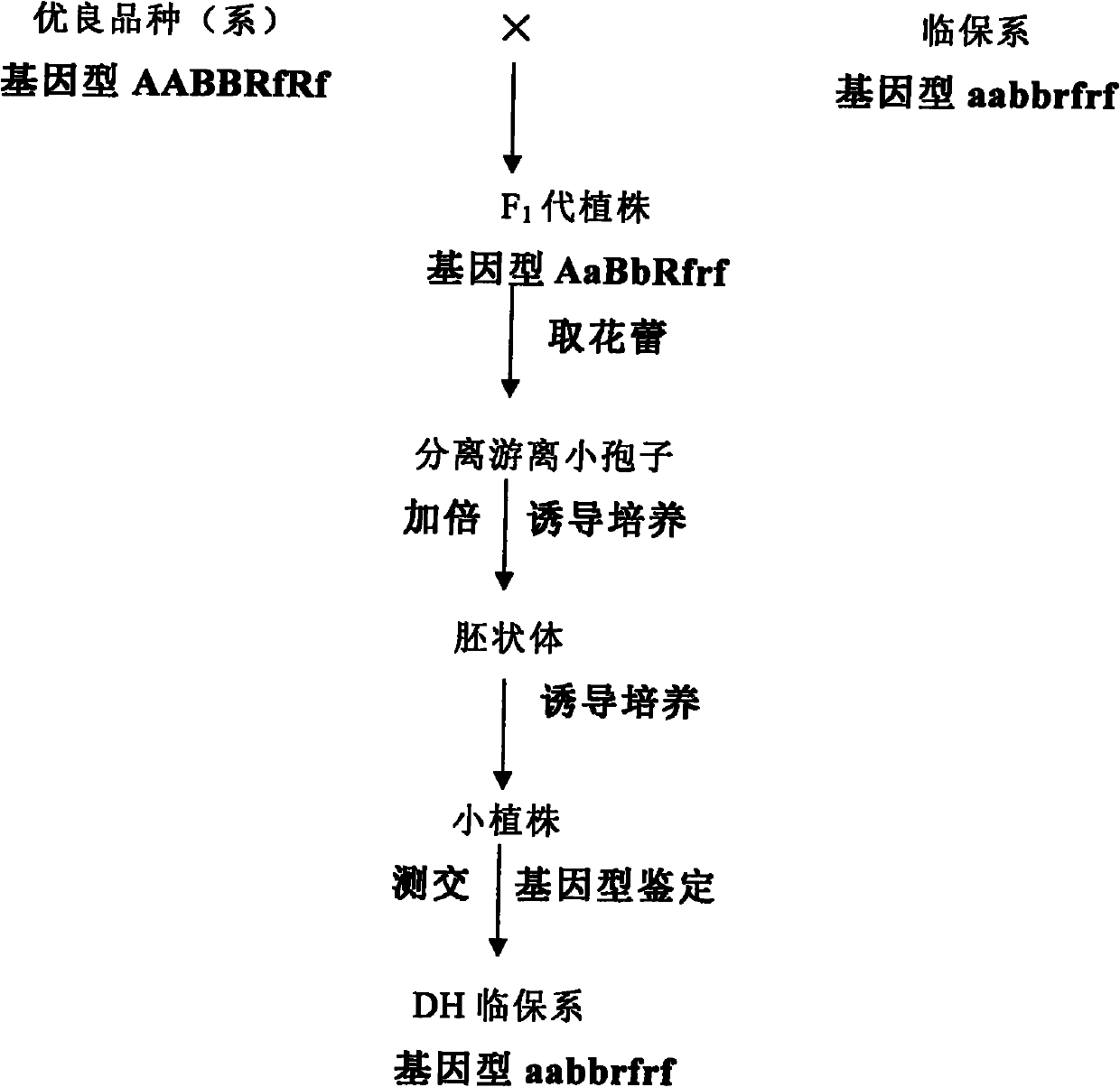 Method for breeding recessive nuclear sterile temporary maintainer line by utilizing Brassica napus microspore culture technology