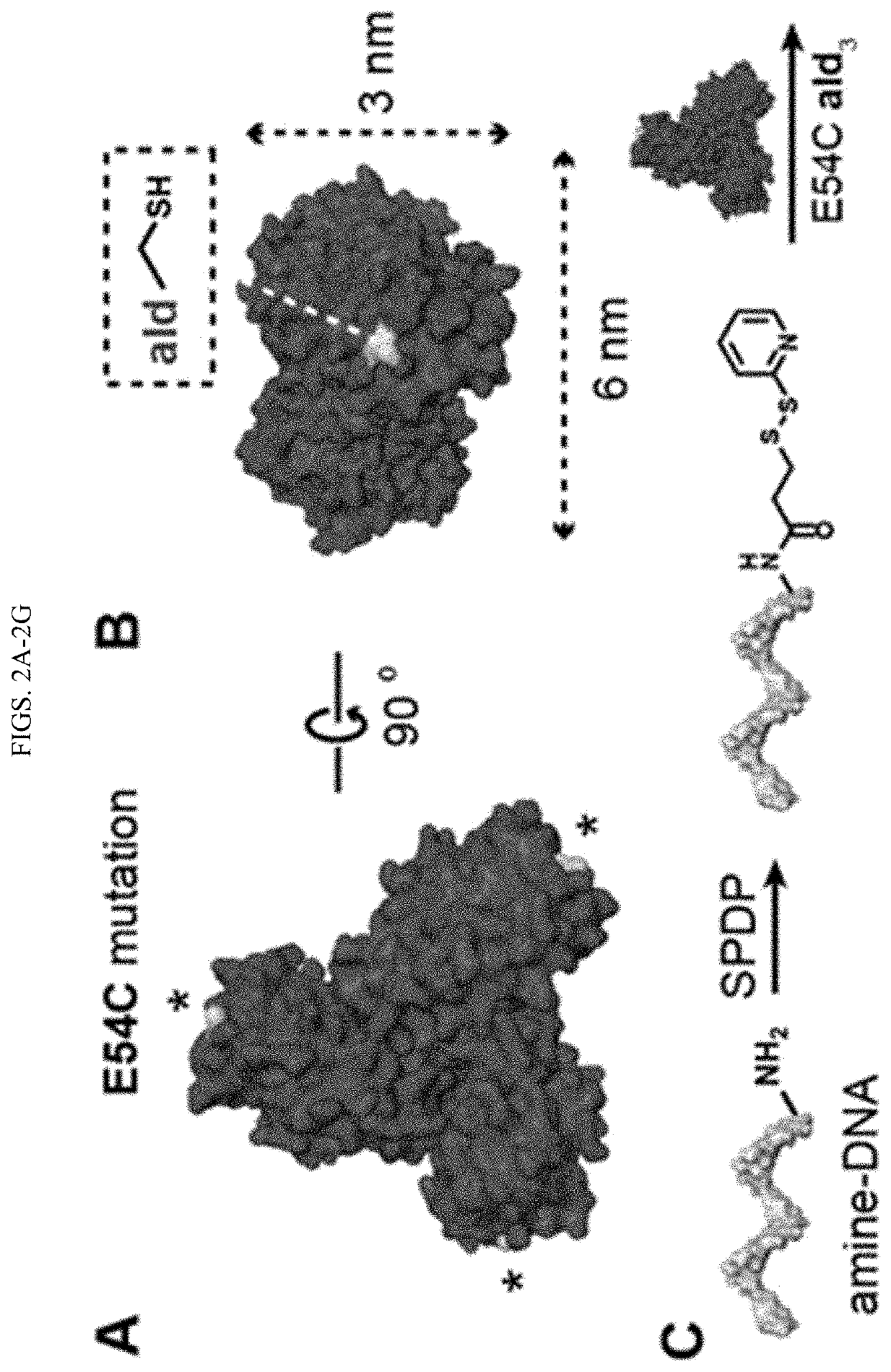 Tunable nanoscale cages from self-assembling DNA  and protein building blocks