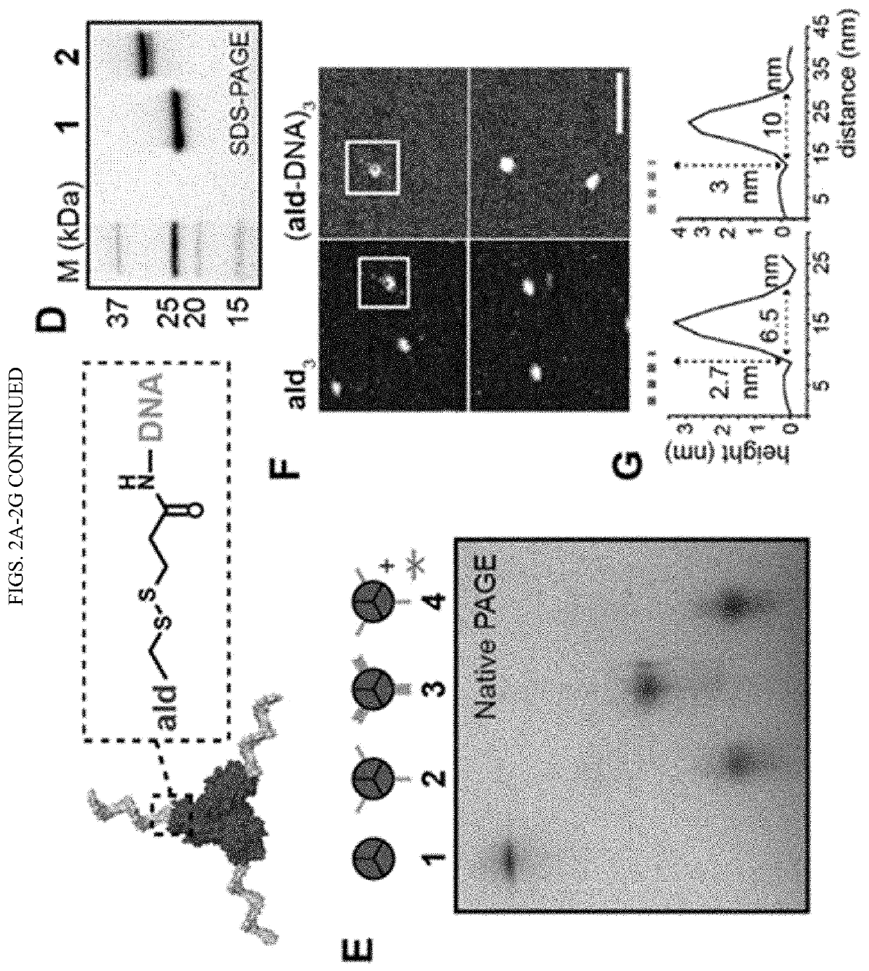 Tunable nanoscale cages from self-assembling DNA  and protein building blocks