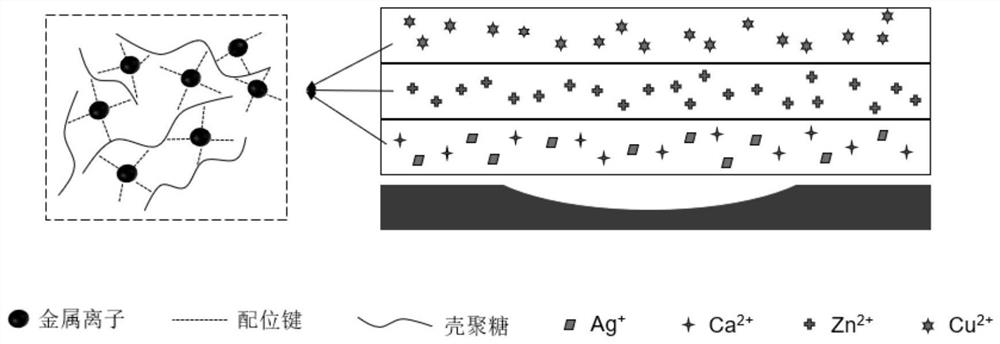 A chitosan-based gauze dressing loaded with metal ions and preparation method thereof