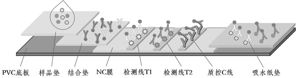 Immunofluorescence chromatography detection card and method for synchronously detecting contents of florfenicol and trimethoprim in poultry eggs