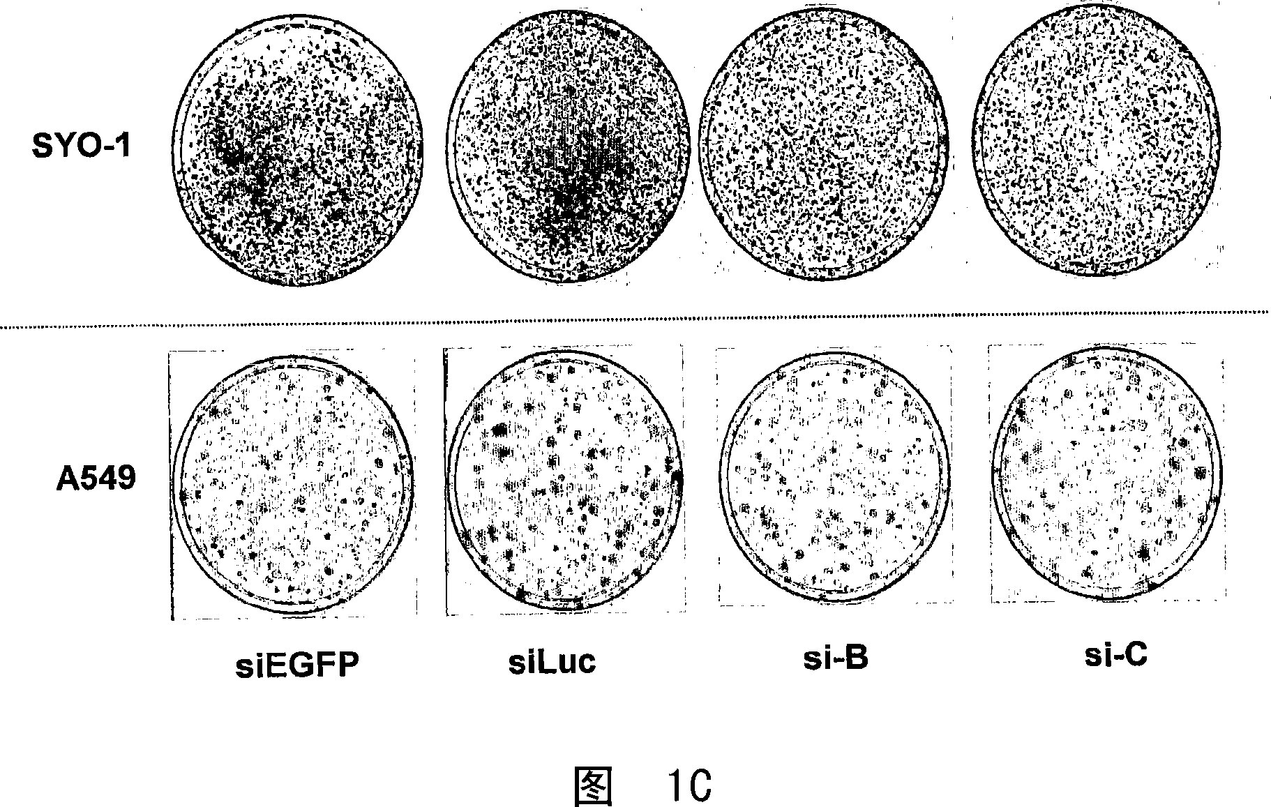 Method for treating synovial sarcoma using sirna for fzd10