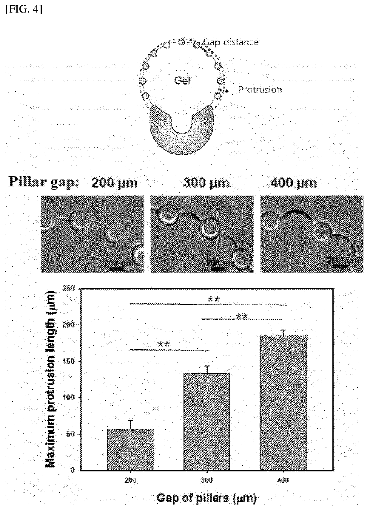 Three-dimensional cell culture container