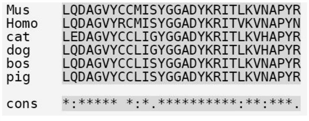 Pig PD-L14QN-AF epitope polypeptide and application thereof