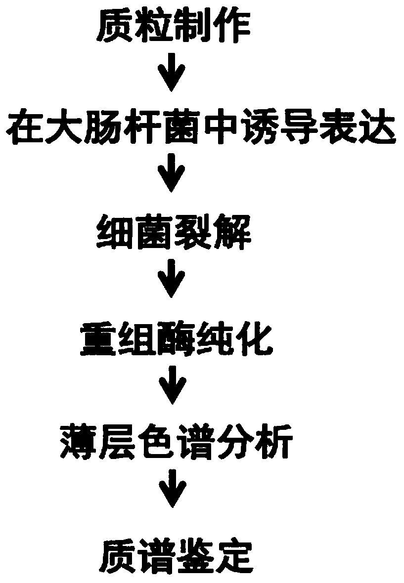 Method for synthesizing sucrose-6-phosphate from recombinant high-temperature-resistant sucrose phosphate synthase