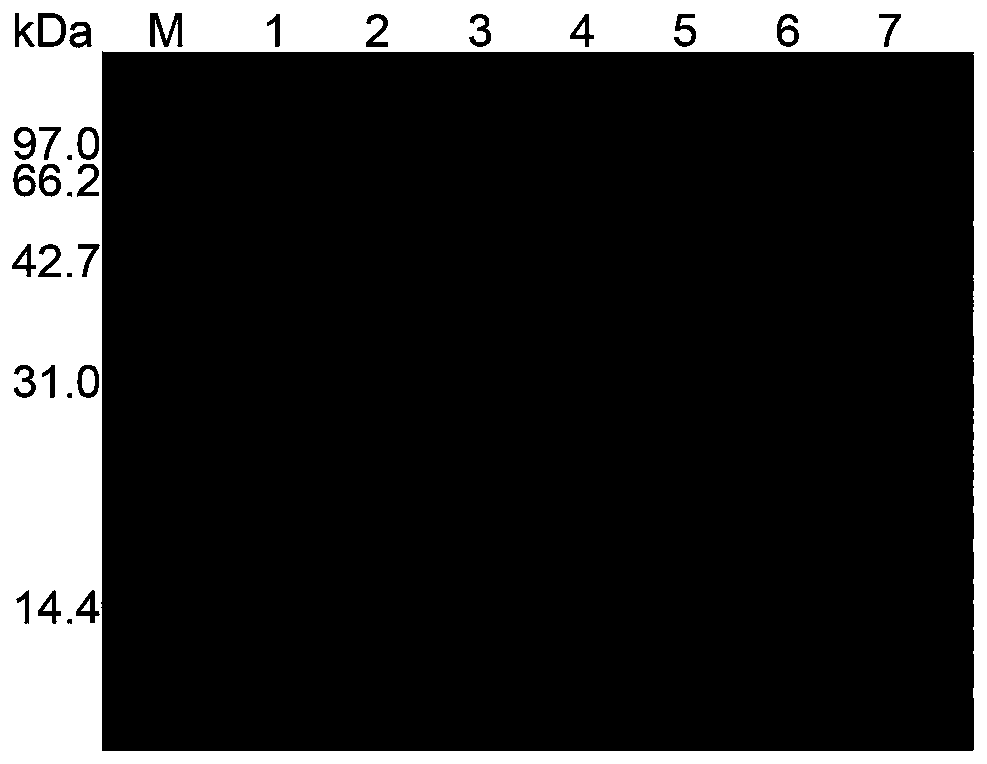 Method for synthesizing sucrose-6-phosphate from recombinant high-temperature-resistant sucrose phosphate synthase