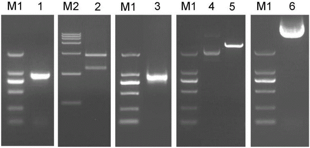 Cultivation, identification method and application of transgenic cmwrky48 cut chrysanthemum