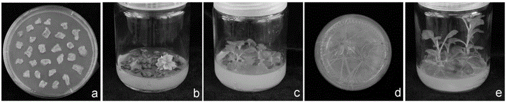 Cultivation, identification method and application of transgenic cmwrky48 cut chrysanthemum