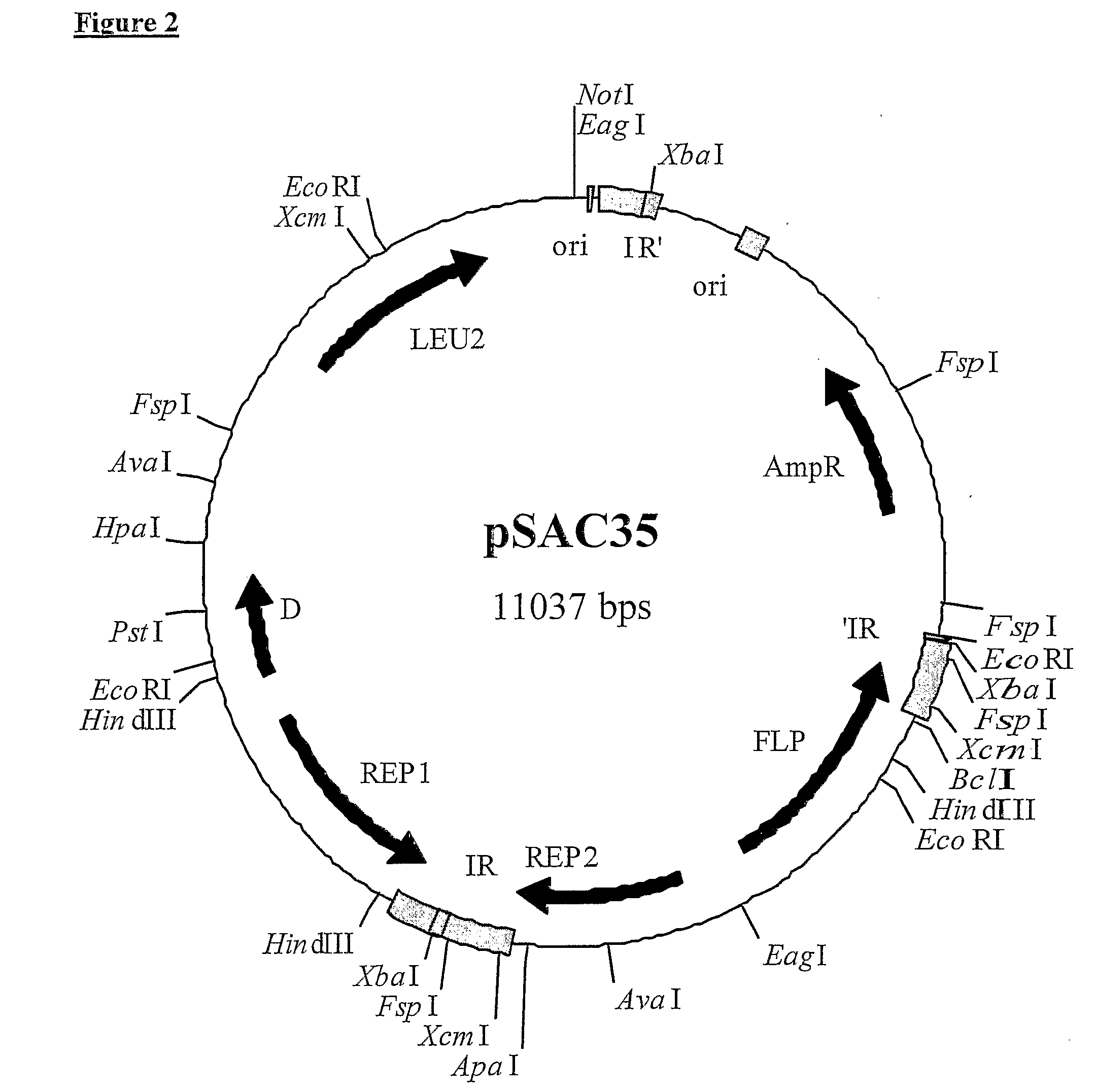 2-Micron Family Plasmid and Use Thereof