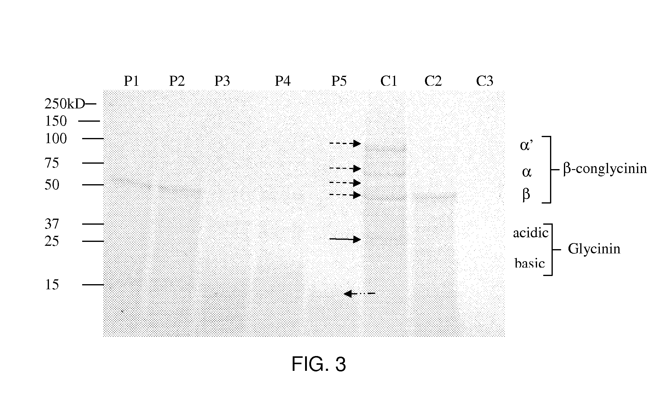 Use of a multi-protease system to improve the protein digestibility of animal feeds containing vegetable meals